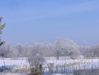 2007SnowTrees1.jpg