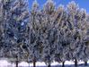 Filename=2007SnowTrees2.jpg
Filesize=152KB
Dimensions=640x485
Date added=Dec 20, 2007 2007SnowTrees2.jpg
