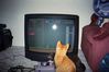 Filename=FunnyCat2.jpg
Filesize=36KB
Dimensions=600x400
Date added=Dec 12, 2007 FunnyCat2.jpg