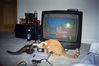 Filename=FunnyCat5.jpg
Filesize=45KB
Dimensions=600x400
Date added=Dec 12, 2007 FunnyCat5.jpg