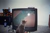 Filename=FunnyCat6.jpg
Filesize=32KB
Dimensions=600x400
Date added=Dec 12, 2007 FunnyCat6.jpg