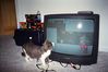 Filename=FunnyCat7.jpg
Filesize=45KB
Dimensions=600x400
Date added=Dec 12, 2007 FunnyCat7.jpg